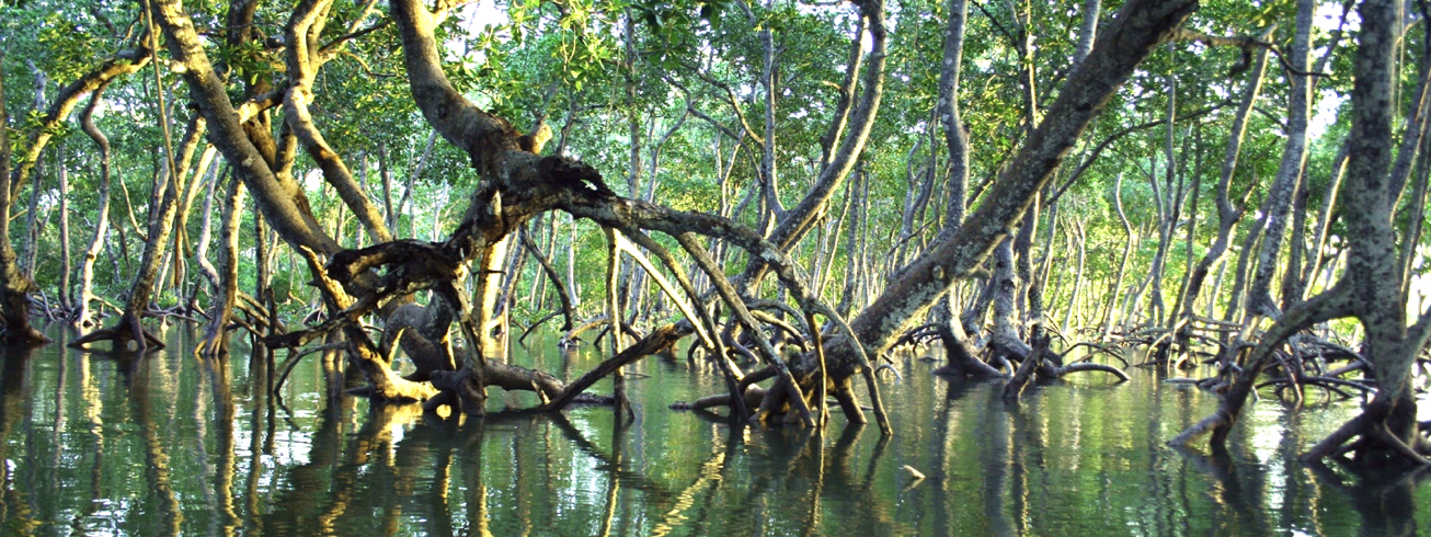 mangrove